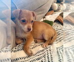 Small #1 Chihuahua Mix