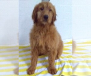 Goldendoodle Puppy for sale in FREDERICKSBURG, OH, USA