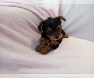 Yorkshire Terrier Puppy for sale in LAUREL, MS, USA