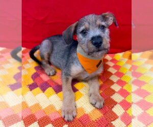 Mutt Dogs for adoption in Lakewood, CO, USA