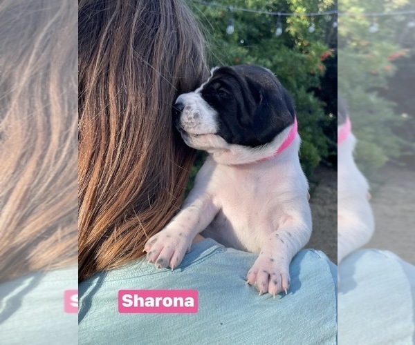 Medium Photo #36 Pointer Puppy For Sale in SACRAMENTO, CA, USA