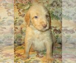 Small Photo #14 Labradoodle Puppy For Sale in LINCOLN, AL, USA