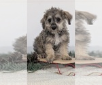Small Photo #8 Schnoodle (Miniature) Puppy For Sale in GOSHEN, IN, USA