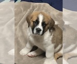 Puppy Mothra Cane Corso-Saint Bernard Mix