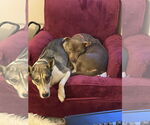 Small #1 Bull Terrier-Huskies  Mix