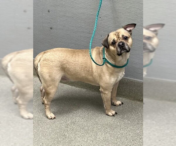 Medium Photo #1 Pug-Unknown Mix Puppy For Sale in Las Vegas, NV, USA
