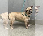 Small Pug Mix