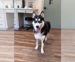 Small #4 Siberian Husky