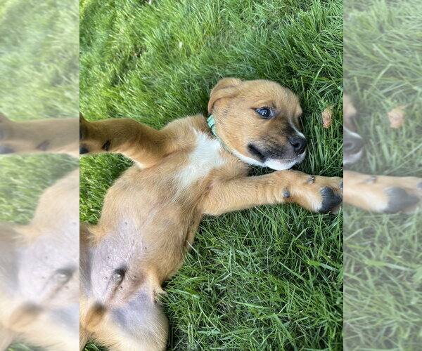 Medium Photo #2 Mutt Puppy For Sale in Brewster, NY, USA