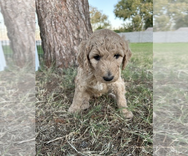 Medium Photo #8 Poodle (Standard) Puppy For Sale in QUEEN CREEK, AZ, USA