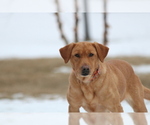 Small Photo #1 Labrador Retriever Puppy For Sale in SAUK CENTRE, MN, USA