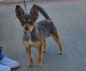 Chihuahua Puppy for sale in POMONA, CA, USA