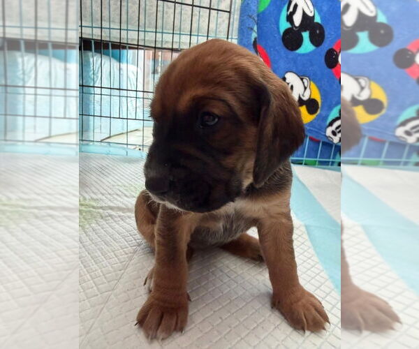 Medium Photo #11 Beagle-Unknown Mix Puppy For Sale in New York, NY, USA