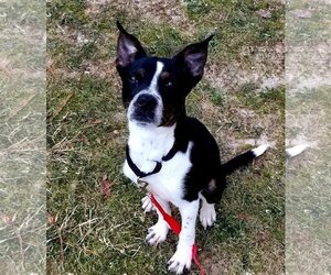MAGGIE (SHIRLEY  - Boston Terrier mix) - Female Boston Terrier Dog for Adoption - Photo #4