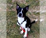 Small #3 Boston Terrier