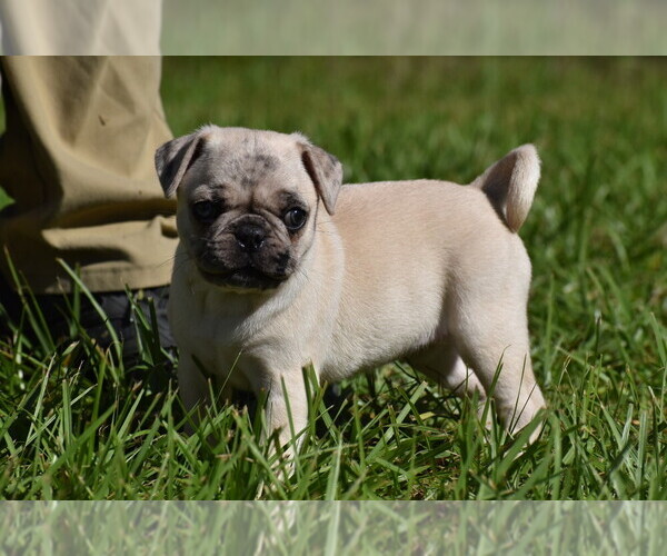 Medium Photo #9 Pug Puppy For Sale in PALM COAST, FL, USA
