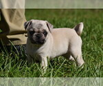 Maple - Female Pug Puppy for Sale - Photo #9