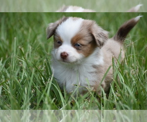Miniature Australian Shepherd Puppy for sale in PALM COAST, FL, USA