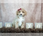 Puppy 3 Aussie-Poo