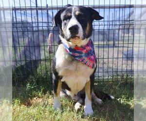 Saint Bernard-Unknown Mix Dogs for adoption in San Antonio, TX, USA