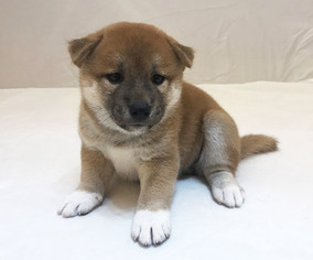 Shiba Inu Puppy for sale in SAN JOSE, CA, USA