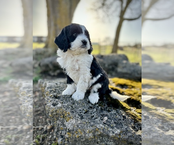 Medium Photo #1 Aussiedoodle Puppy For Sale in CONWAY, MO, USA
