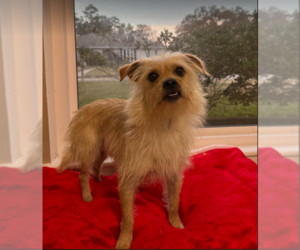 Benji in RI - Male Mutt Dog for Adoption - Photo #22