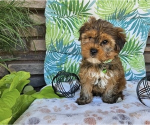 Yorkshire Terrier Puppy for sale in SALISBURY, NC, USA