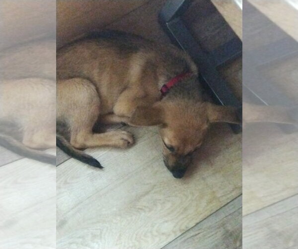 Medium Photo #3 Labrador Retriever-Unknown Mix Puppy For Sale in Blairsville, GA, USA