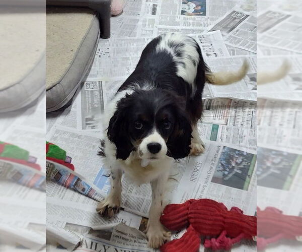 Medium Photo #1 Cavalier King Charles Spaniel Puppy For Sale in Mukwonago, WI, USA