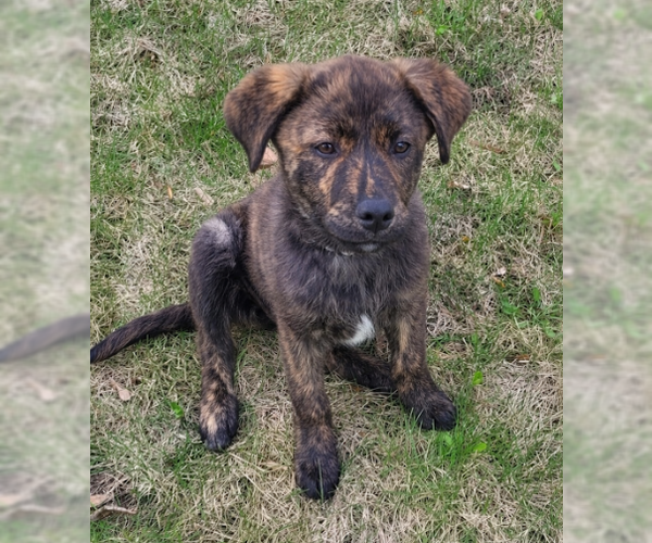 Medium Photo #4 Great Pyrenees-Unknown Mix Puppy For Sale in Brooklyn Center, MN, USA