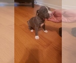Small Photo #9 American Pit Bull Terrier Puppy For Sale in POWDER SPGS, GA, USA