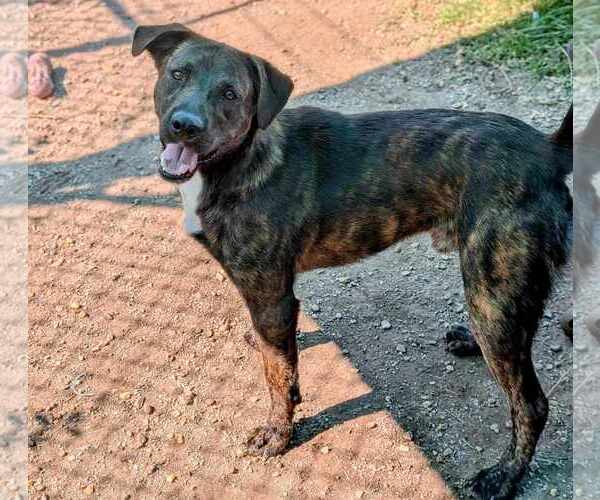 Medium Photo #4 Mountain Cur-Unknown Mix Puppy For Sale in Anniston, AL, USA