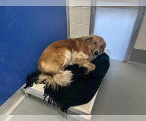 Australian Shepherd-Unknown Mix Dogs for adoption in Visalia, CA, USA