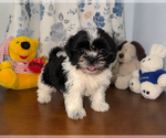 Small #17 Shih Tzu