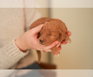 Poodle (Standard) Puppy for Sale in AIKEN, South Carolina USA
