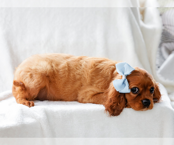 Medium Photo #4 Cavalier King Charles Spaniel Puppy For Sale in LIBERTY, KY, USA