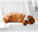 Small #3 Cavalier King Charles Spaniel