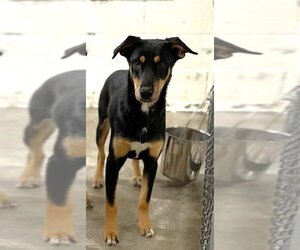 Doberman Pinscher-Huskies  Mix Dogs for adoption in Great Bend, KS, USA