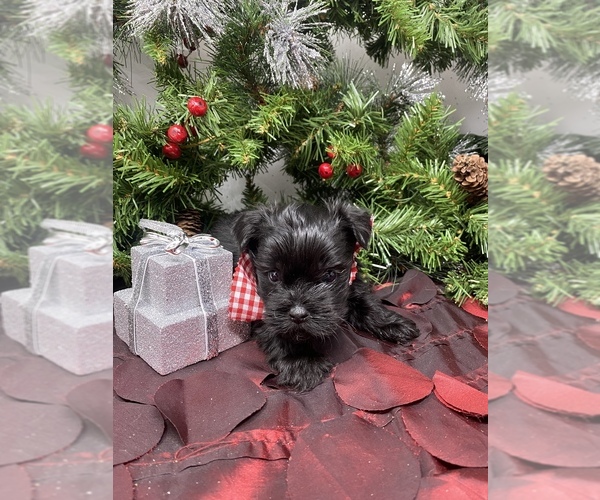 Medium Photo #7 Shorkie Tzu Puppy For Sale in SELLERSBURG, IN, USA