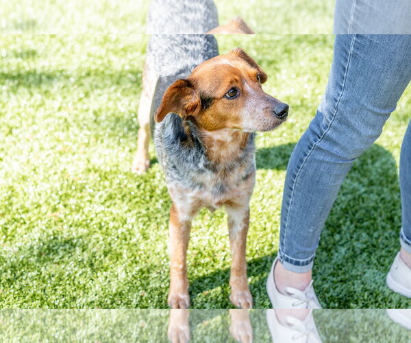 Medium Photo #3 Mutt Puppy For Sale in Hilton Head, SC, USA