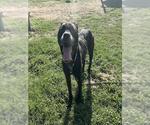 Small #1 Catahoula Leopard Dog