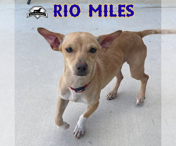 Medium Photo #14 Dachshund-Unknown Mix Puppy For Sale in San Antonio, TX, USA