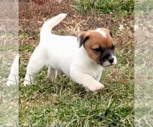 Medium Jack Russell Terrier