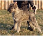 Cooper - Male Schnauzer (Giant) Puppy for Sale - Small photo