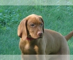 Small Photo #6 Vizsla Puppy For Sale in AMORITA, OK, USA