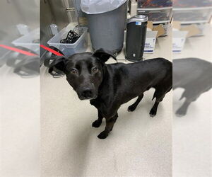 Pointer-Siberian Husky Mix Dogs for adoption in Fairbanks, AK, USA