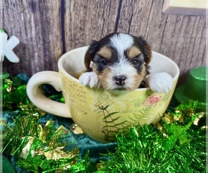 Maltese Puppy for sale in CASSVILLE, MO, USA