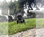 Small Photo #7 French Bulldog Puppy For Sale in MODESTO, CA, USA
