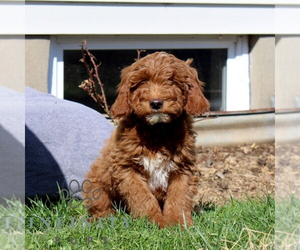 Medium Photo #1 Goldendoodle (Miniature) Puppy For Sale in AIRVILLE, PA, USA